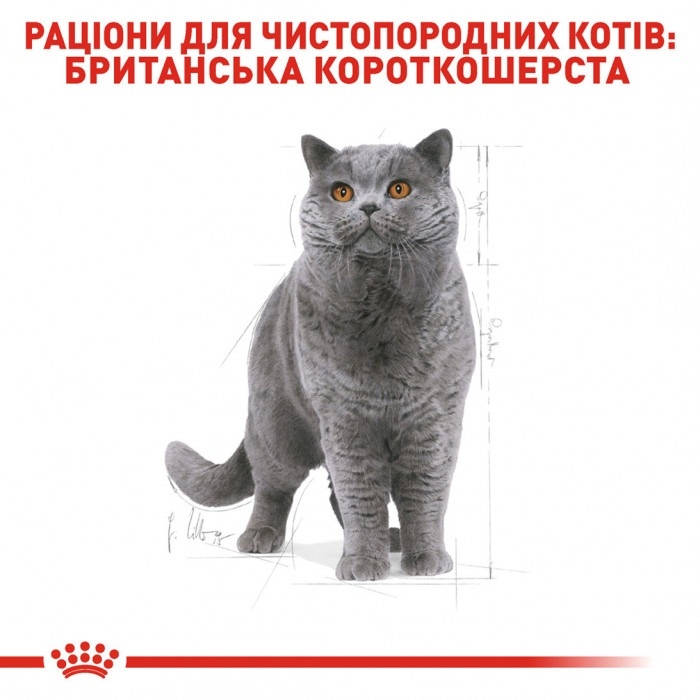 АКЦІЯ Royal Canin British shorthair корм для кішок британська короткошерста 2 кг+ 4 паучі