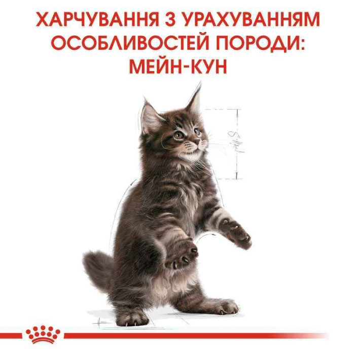 АКЦІЯ Royal Canin Maine Coon Kitten корм для кошенят мейн-кун 2 кг + 4 паучі