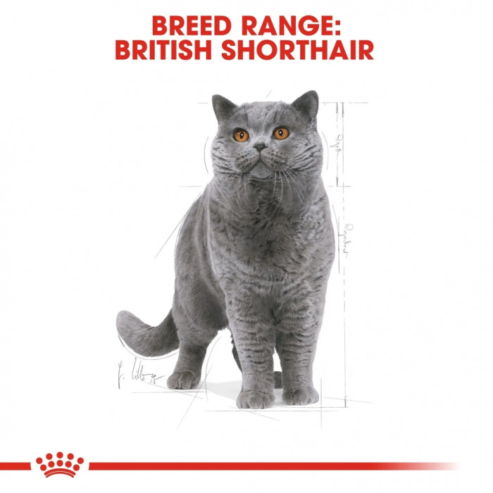 АКЦІЯ Royal Canin British Shorthair Adult Сухий корм для британських короткошерстих котів 8+2 кг